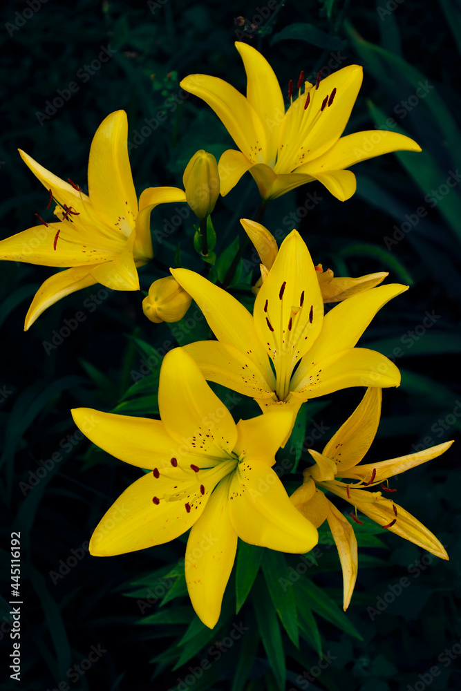 Obraz premium yellow lilies flowers on a dark blurred background of green leaves, close-up