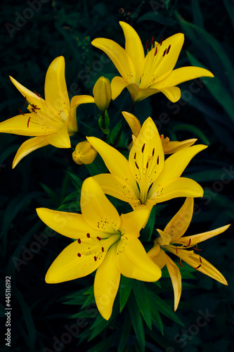 yellow lilies flowers on a dark blurred background of green leaves, close-up