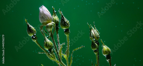 white rose underwater with air bubbles on a green background