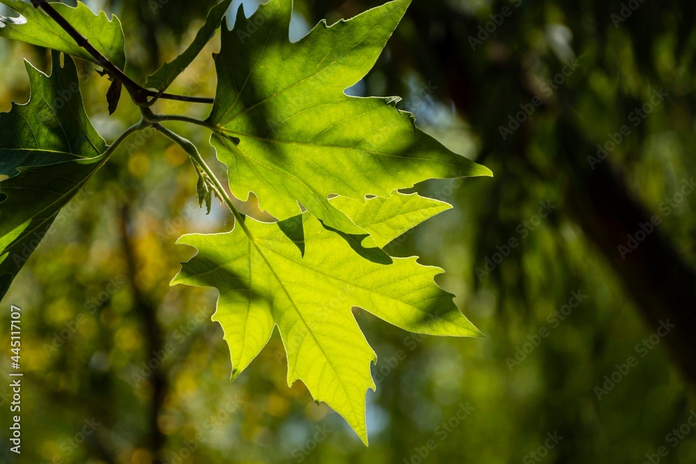 Obraz premium Young fluffy green leaves of the American plane tree (Platanus occidentalis) on blurred background of green leaves in Adler Park. Selective focus. Close-up. Nature concept for design. Spring 2021.