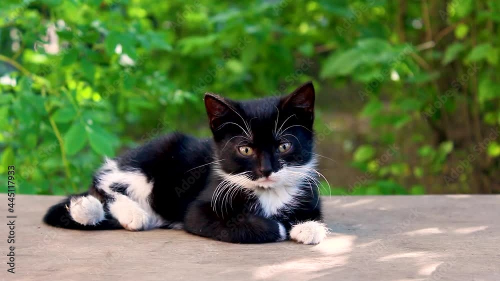 Cute black white kitten sleeping on bench. Cute black white kitten sleeping on bench.