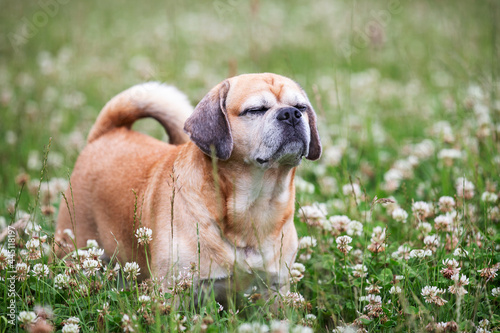 Puggle pug and beagle cross breed standing in clover field with eyes closed, sniffing the air