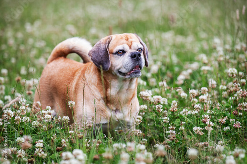 Happy puggle pug and beagle cross breed standing and smiling in clover field with flowers photo