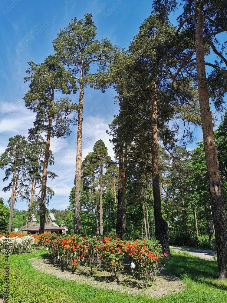 Obraz premium The entrance to the Monrepos Park in Vyborg with tall pines and blooming rhododendrons.