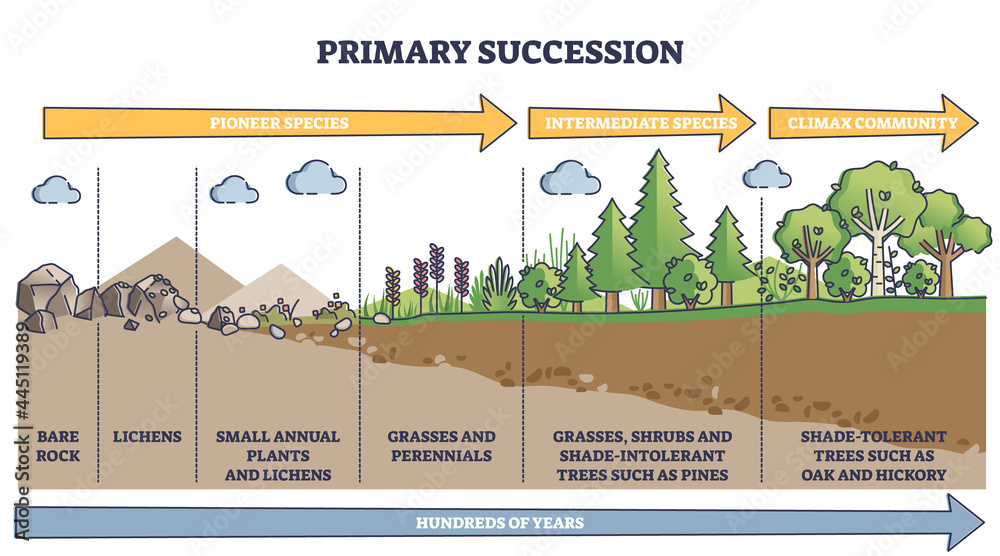 Primary succession and ecological growth process stages outline diagram. Labeled educational species progress explanation with time axis for organic matter long term formation vector illustration. - obrazy, fototapety, plakaty 