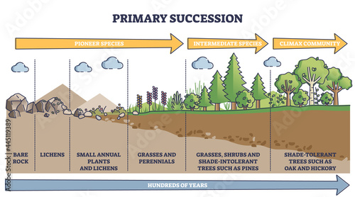 Primary succession and ecological growth process stages outline diagram. Labeled educational species progress explanation with time axis for organic matter long term formation vector illustration. photo