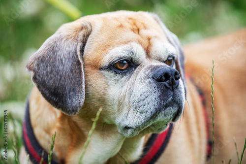 Headshot of strong puggle pug and beagle cross breed on leash dreaming of being free
