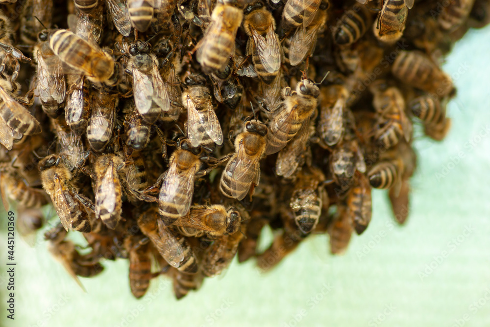 A swarm of bees hanging from a tree. A swarm of bees hanging from a tree.