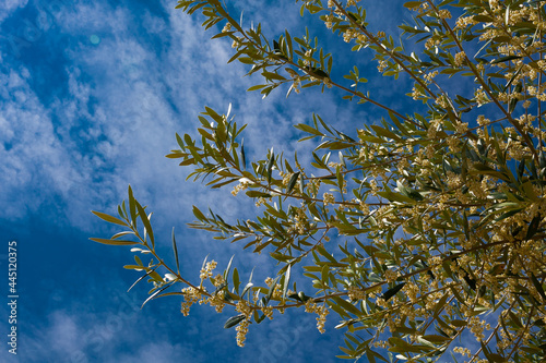 La floración del olivo se produce a partir de mediados de Mayo y su duración no viene a pasar más allá de una semana. Fotografía realizada en el Valle de Queiles al sur de Navarra.