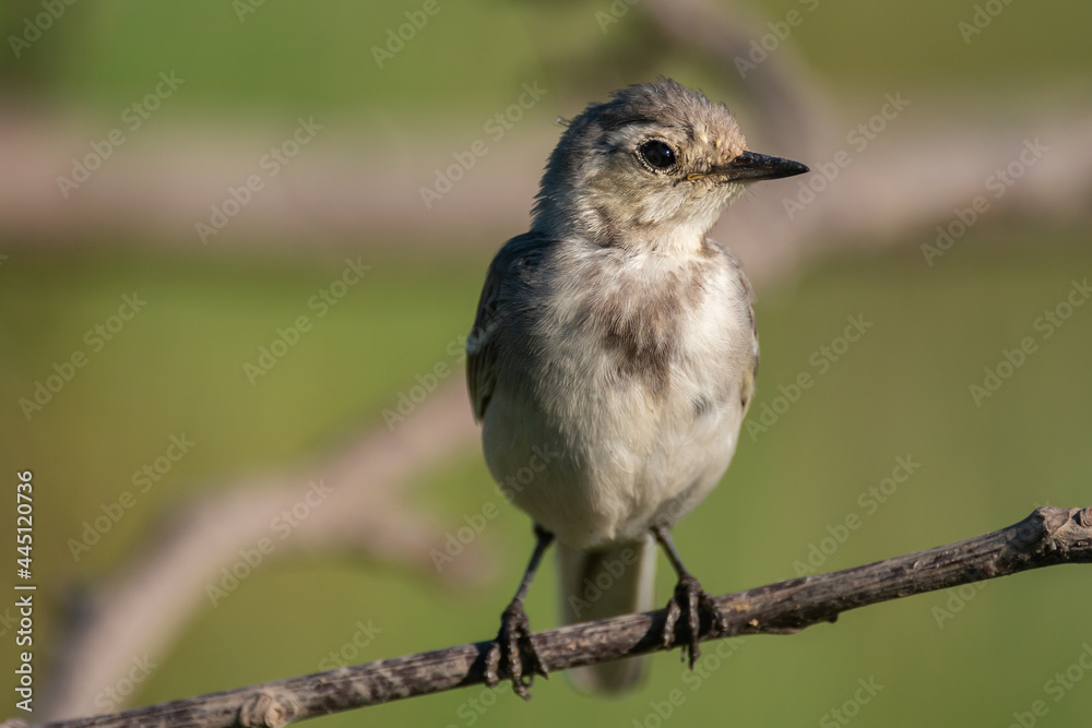 White wagtail motacilla alba in the habitat White wagtail motacilla alba in the habitat