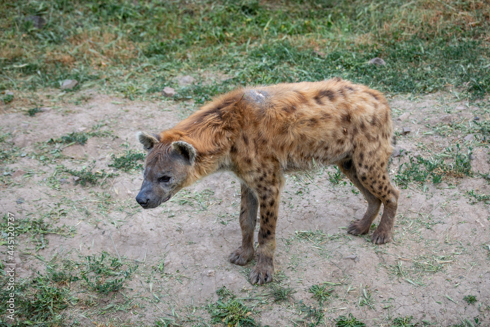 The spotted hyena (Crocuta crocuta), also known as the laughing hyena. The spotted hyena (Crocuta crocuta), also known as the laughing hyena.