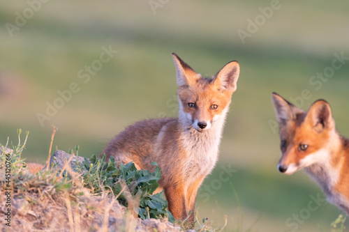 Portrait red fox cub Vulpes vulpes in the habitat © Tatiana