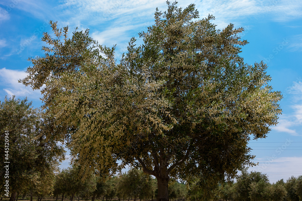 Fototapeta premium La floración del olivo se produce a partir de mediados de Mayo y su duración no viene a pasar más allá de una semana. Fotografía realizada en el Valle de Queiles al sur de Navarra.