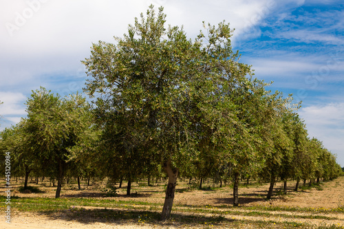 La floración del olivo se produce a partir de mediados de Mayo y su duración no viene a pasar más allá  de una semana. Fotografía realizada  en el Valle de Queiles al sur de Navarra.