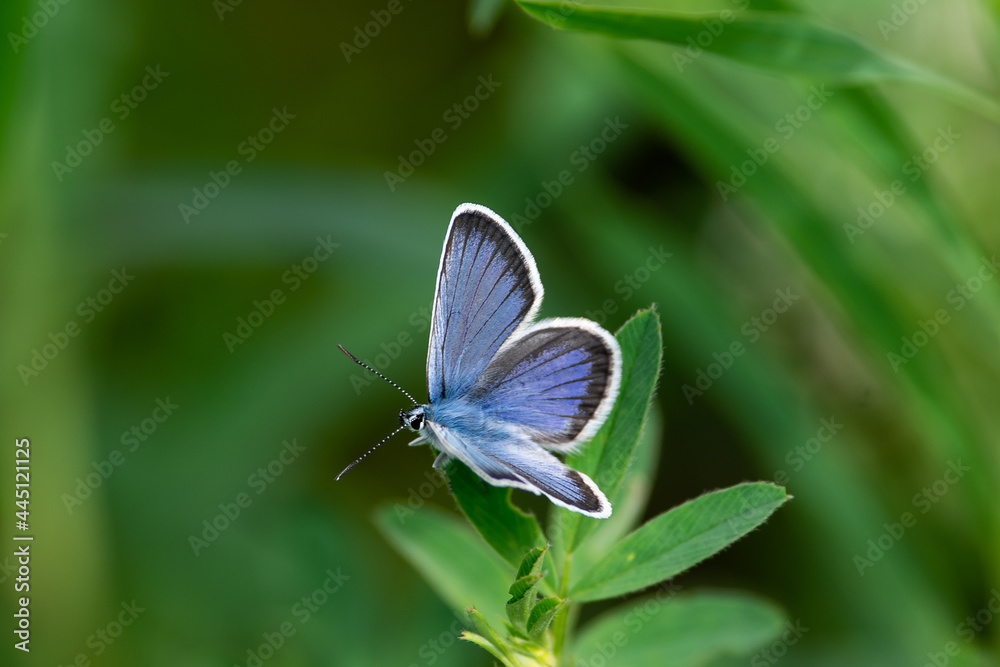 Plebejus argus sit on the flower and grass, summer and spring scene.
silver-studded blue butterfly Plebejus argus sit on the flower and grass, summer and spring scene.
silver-studded blue butterfly