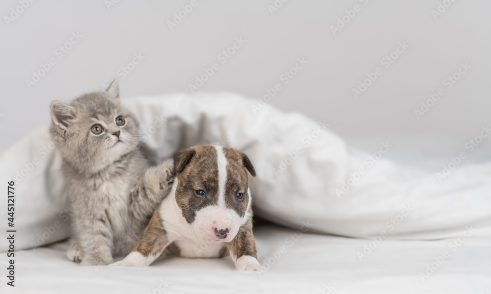 Playful kitten and Miniature Bull Terrier puppy sit together under warm white blanket on a bed at home. Empty space for text