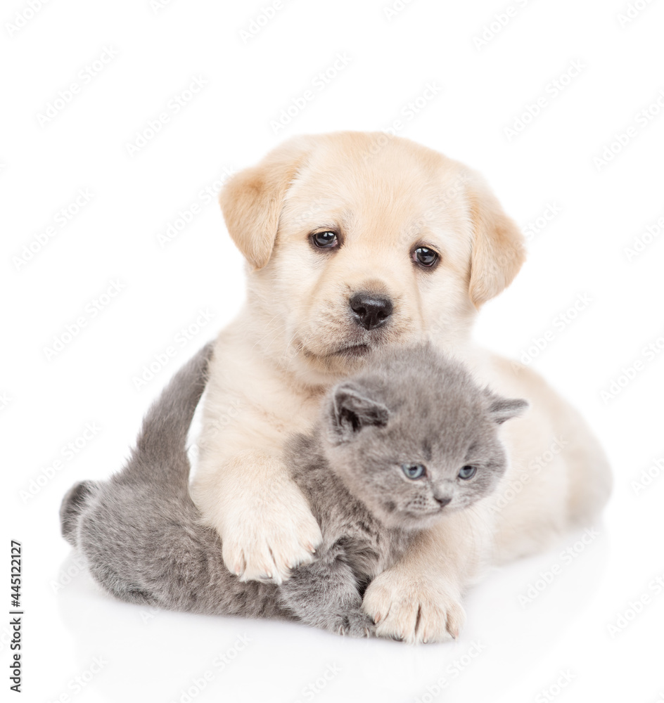 Friendly Golden Retriever puppy embraces a tiny gray kitten. isolated on white background