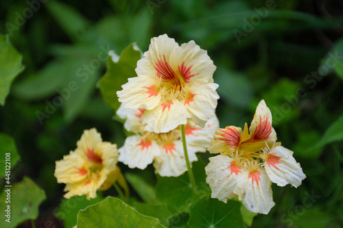 Nasturtium flowers. Tropaeolum majus (garden nasturtium, Indian cress, or monks cress) is a species of flowering plant in the family Tropaeolaceae. Flower and foliage photo