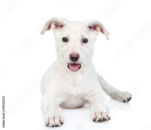 Portrait of a white crossbreed dog. Isolated on white background