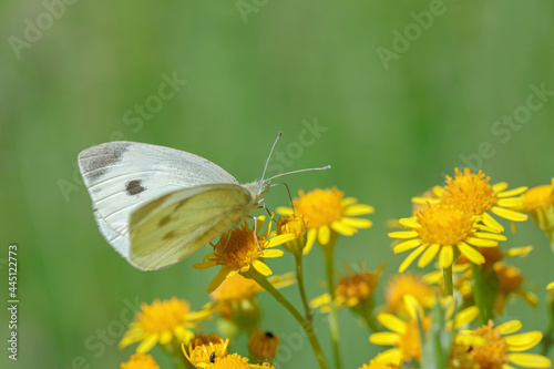 Cabbage white butterfly (Pieris rapae) on yellow blossoms.