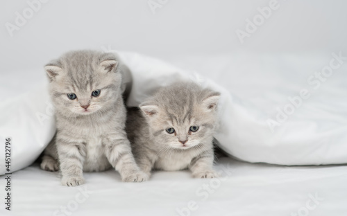 Two kittens sit under a warm blanket on a bed at home