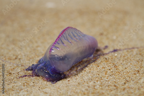 purple jellyfish in the sand