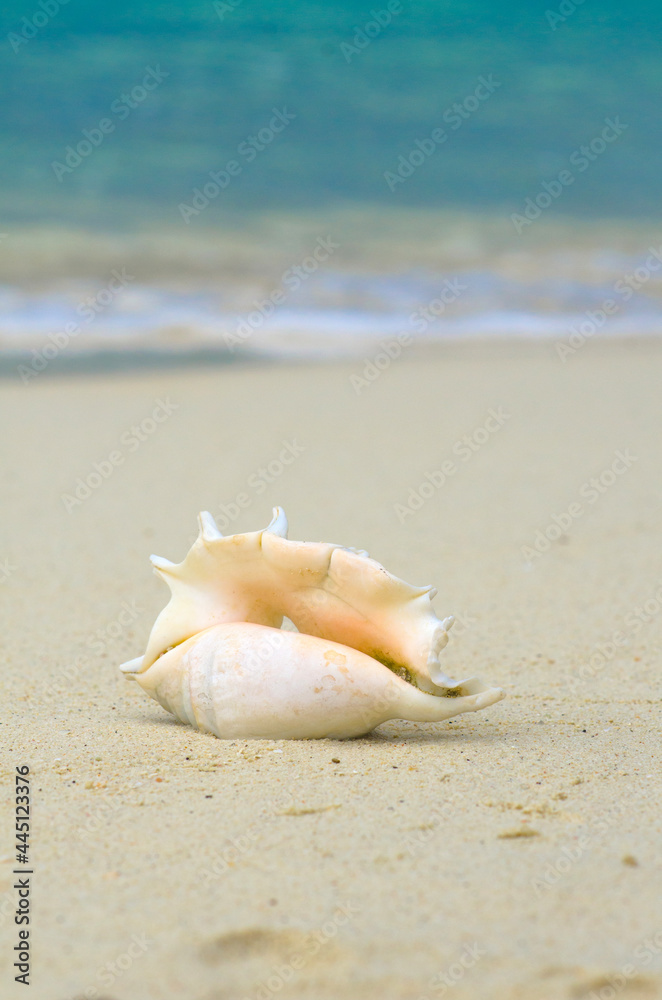 Landscape with shells on tropical beach near shorebreak waves, lipe island Thailand. Landscape with shells on tropical beach near shorebreak waves, lipe island Thailand.