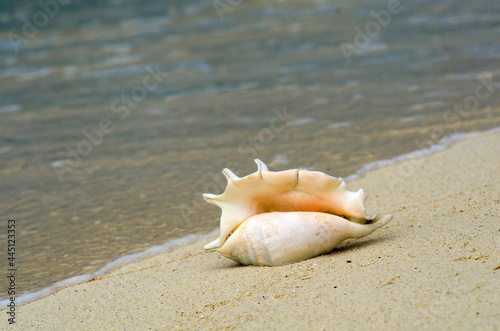 Landscape with shells on tropical beach near shorebreak waves, lipe island Thailand.