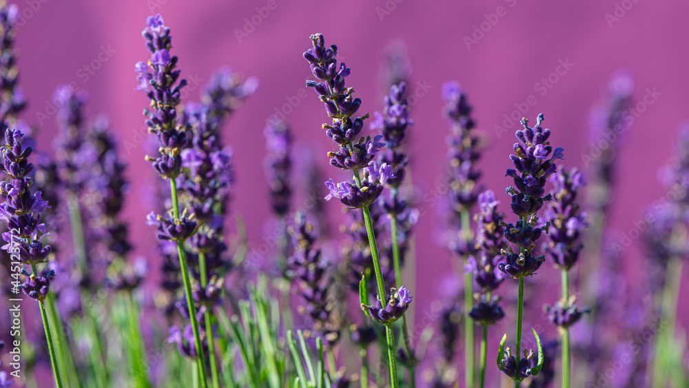 Obraz premium Purple Lavender Fowers on a Pink Background.