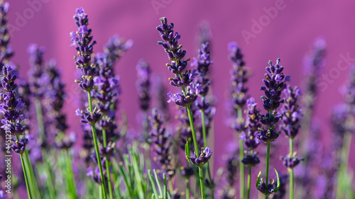 Purple Lavender Fowers on a Pink Background. © APHOTOSTUDIO