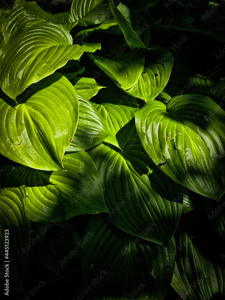 green leaves background green leaves background