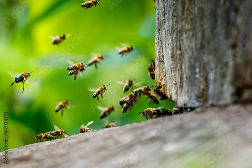 A swarm of honey bees at the bee house 