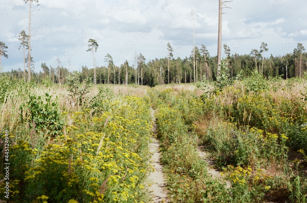 path in the grass