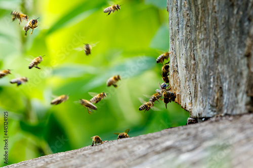 A swarm of honey bees at the bee house  © hecke71