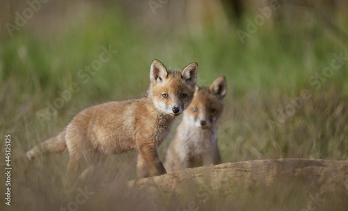 Cute baby foxes in a meadow photo