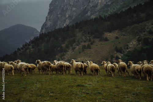 flock of sheep in the Ossetia mountains