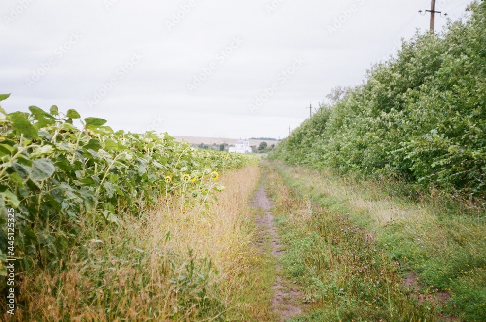 Obraz premium Country road