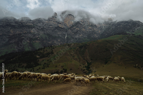 cattle sheep in the Ossetia mountains