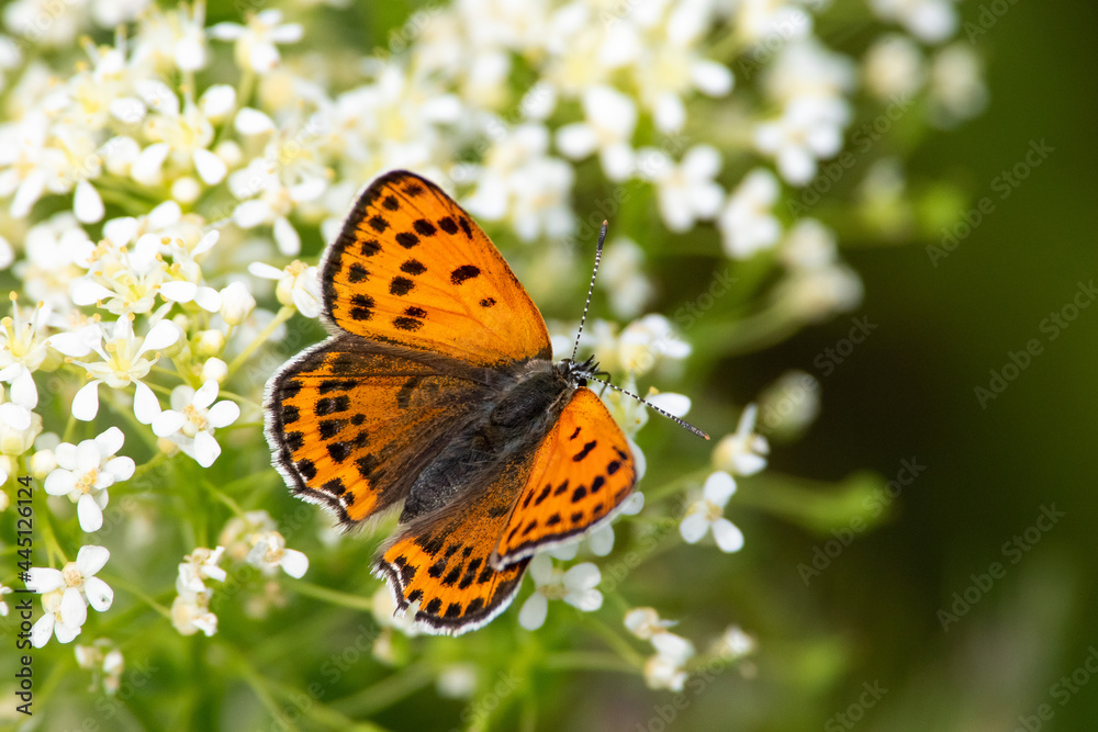 Obraz premium Lycaena dispar orange butterfly sit on white flower Spring scene with large copper