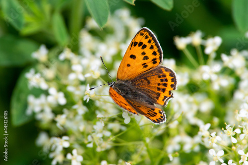 Lycaena dispar orange butterfly sit on white flower
Spring scene with large copper