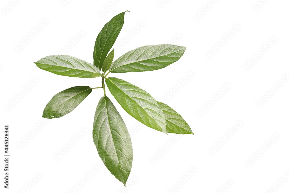 leaves isolated on white background