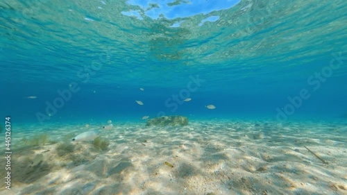 Underwater video, stunning view of some Common Dentex fishes swimming in a turquoise water. Caprera, La Maddalena Archipelago, Sardinia, Italy.