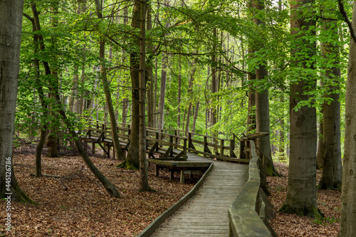 Hiking trail on wooden boardwalks through the Todtenbruch Moor in the Raffelsbrand region photo