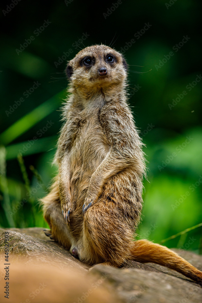 Fototapeta premium meerkat on the lookout
