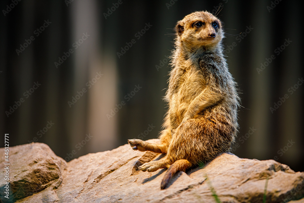 meerkat on the lookout meerkat on the lookout