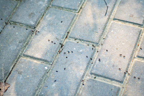 A row of black ants on a paved garden path.
