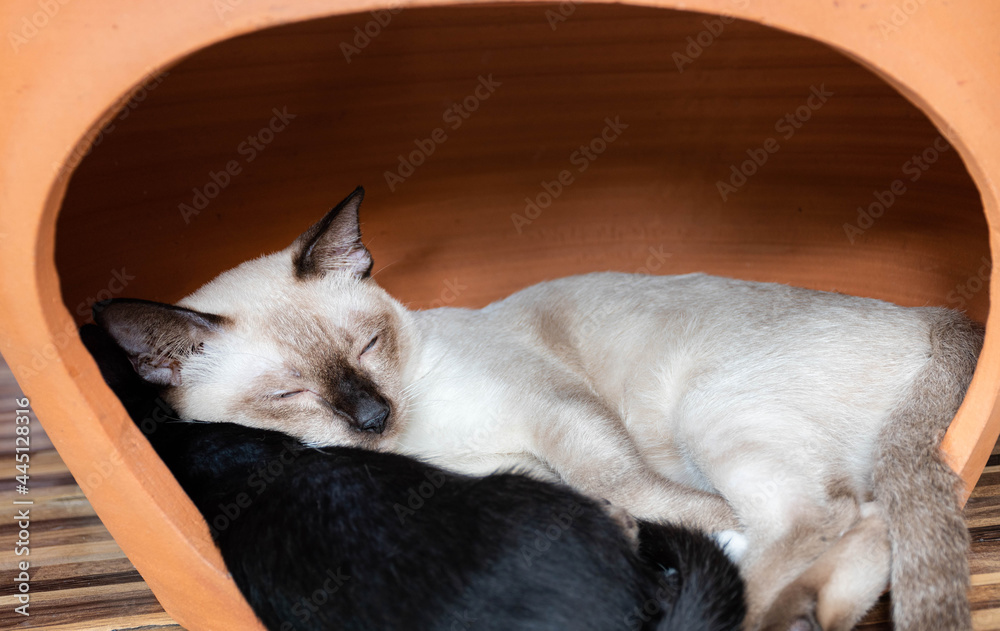 White mother cat sleeping hugging a black kitten White mother cat sleeping hugging a black kitten