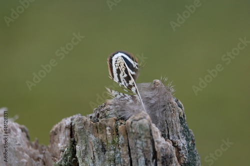 Plume d'oiseau photo