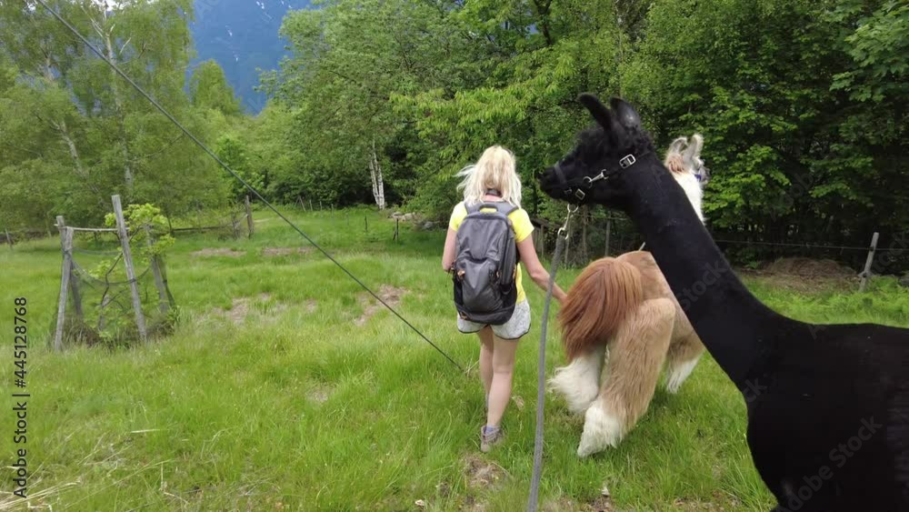 Woman trekking with llama alpaca on top of Comino mount in Switzerland. Centovalli location in Ticino canton. Top of cable car station: Verdasio-Monte Comino.