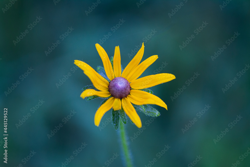 Rudbeckia hirta or black eyed susan flower macro Rudbeckia hirta or black eyed susan flower macro